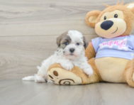 8 week old Teddy Bear Puppy For Sale - Windy City Pups