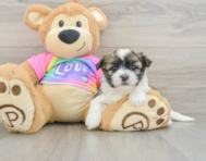 6 week old Teddy Bear Puppy For Sale - Windy City Pups