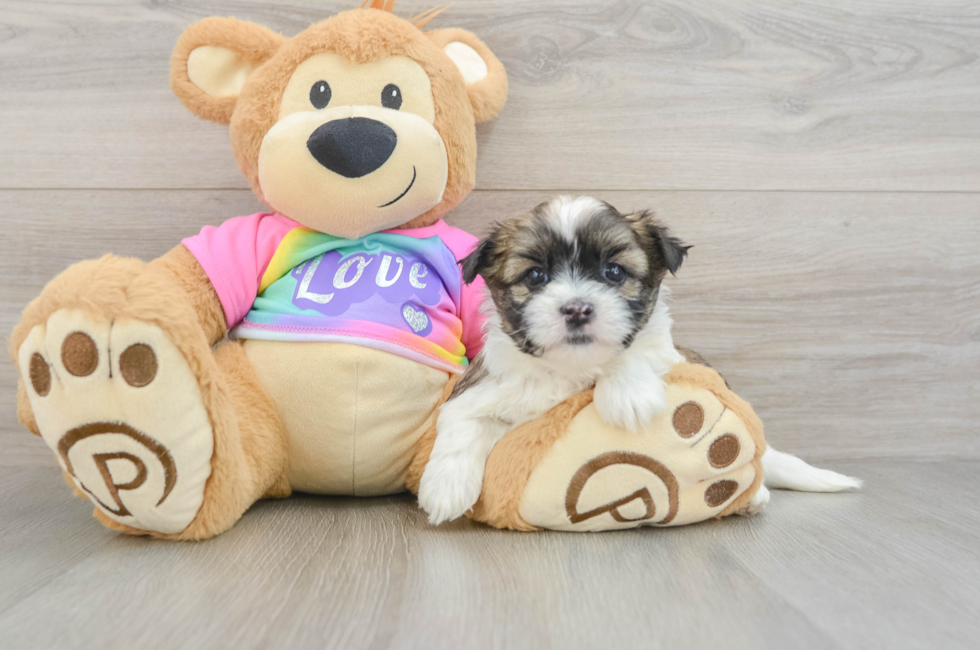 5 week old Teddy Bear Puppy For Sale - Windy City Pups