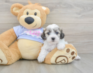 7 week old Teddy Bear Puppy For Sale - Windy City Pups