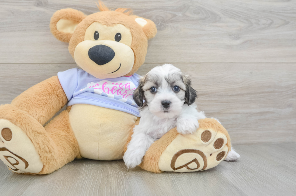 6 week old Teddy Bear Puppy For Sale - Windy City Pups
