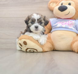 5 week old Teddy Bear Puppy For Sale - Windy City Pups