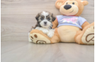 Playful Shit Designer Puppy