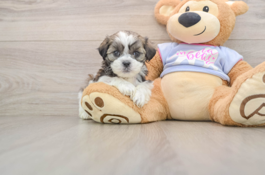 Playful Shit Designer Puppy