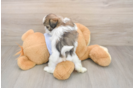 Teddy Bear Pup Being Cute