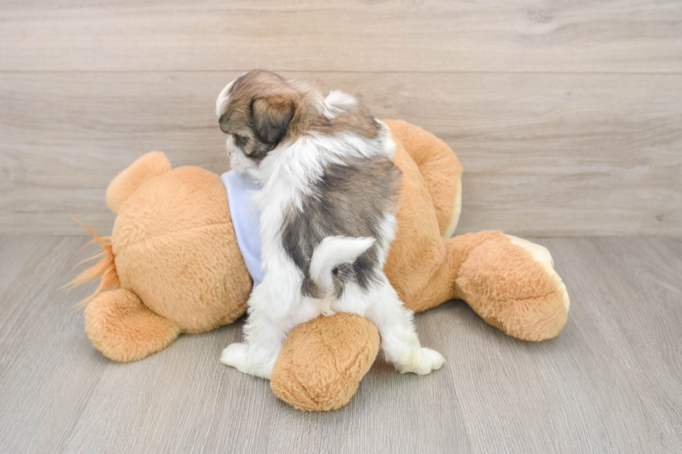 Teddy Bear Pup Being Cute