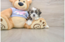 Teddy Bear Pup Being Cute