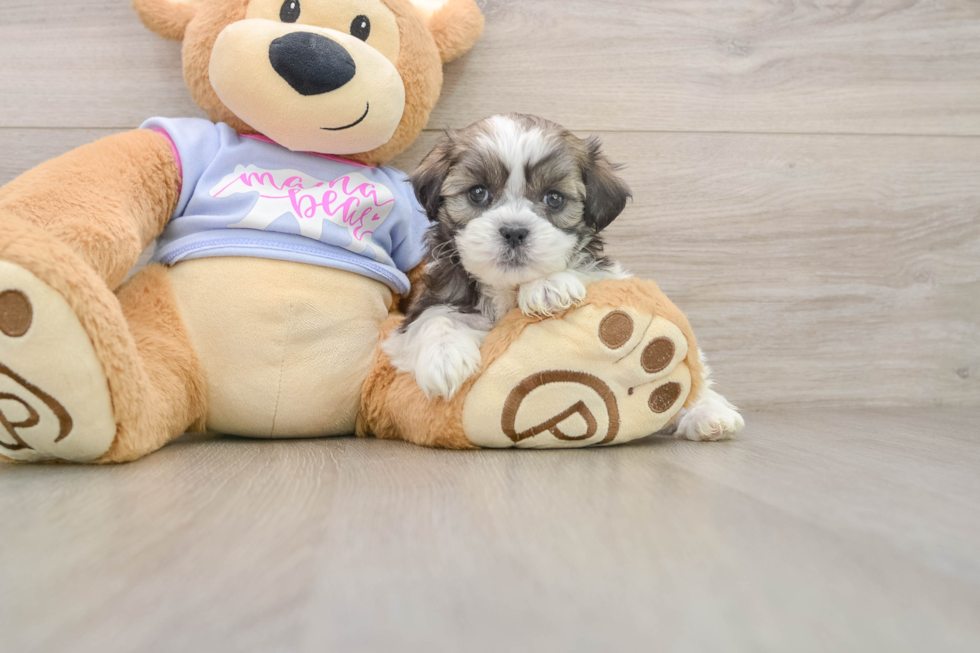 Teddy Bear Pup Being Cute