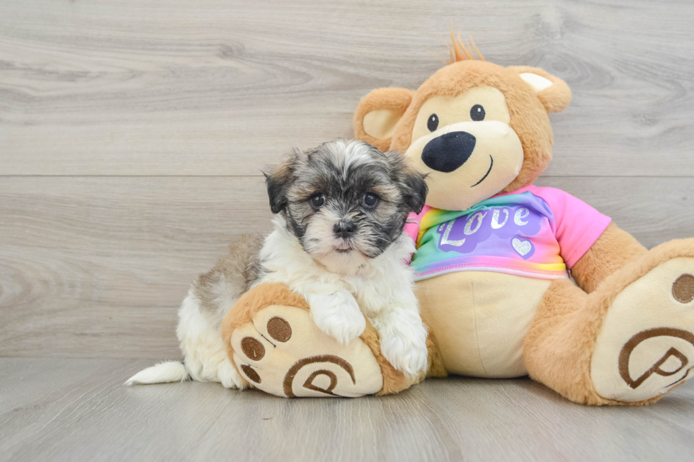 Best Teddy Bear Baby