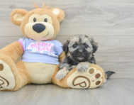 8 week old Teddy Bear Puppy For Sale - Windy City Pups