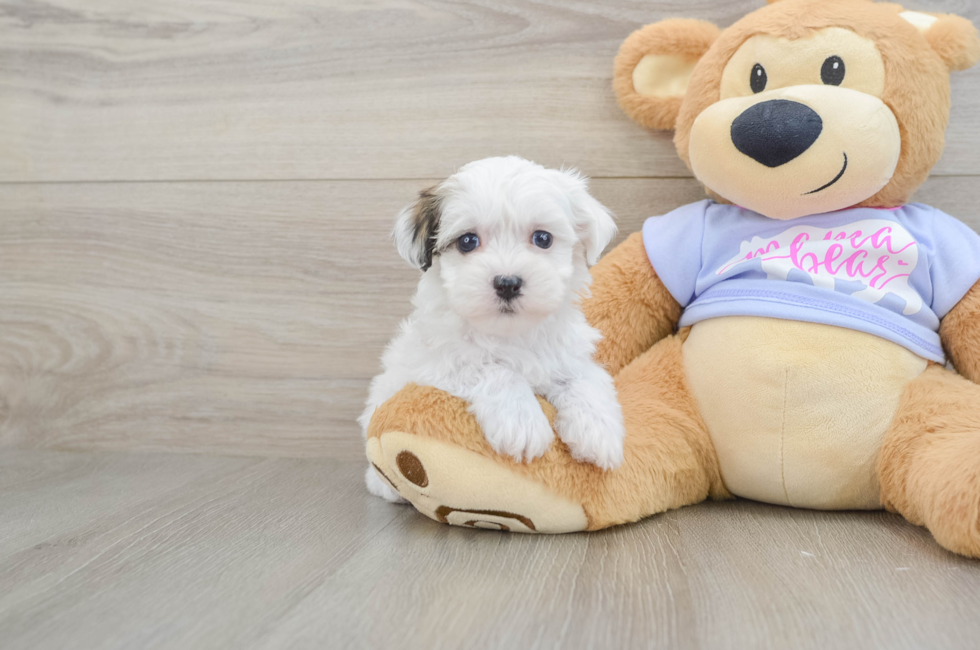 6 week old Teddy Bear Puppy For Sale - Windy City Pups