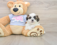 7 week old Teddy Bear Puppy For Sale - Windy City Pups
