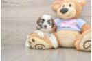 Little Shichon Designer Puppy
