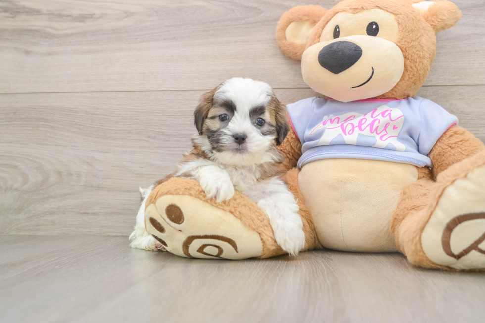 Little Shichon Designer Puppy