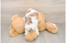 Cute Teddy Bear Baby