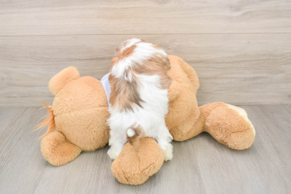 Cute Teddy Bear Baby