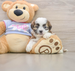 5 week old Teddy Bear Puppy For Sale - Windy City Pups