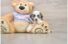 Cute Teddy Bear Baby