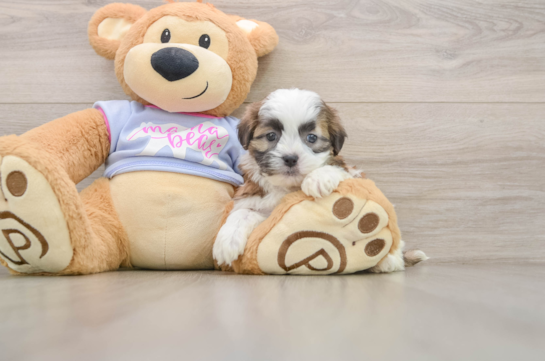 Cute Teddy Bear Baby
