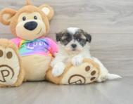 8 week old Teddy Bear Puppy For Sale - Windy City Pups