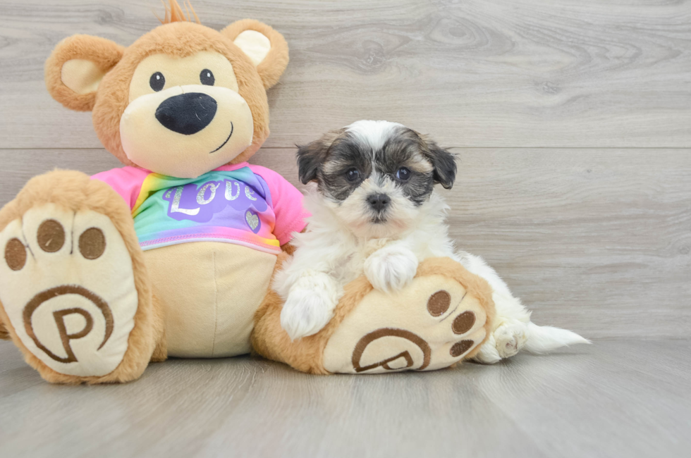 8 week old Teddy Bear Puppy For Sale - Windy City Pups