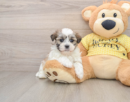 5 week old Teddy Bear Puppy For Sale - Windy City Pups
