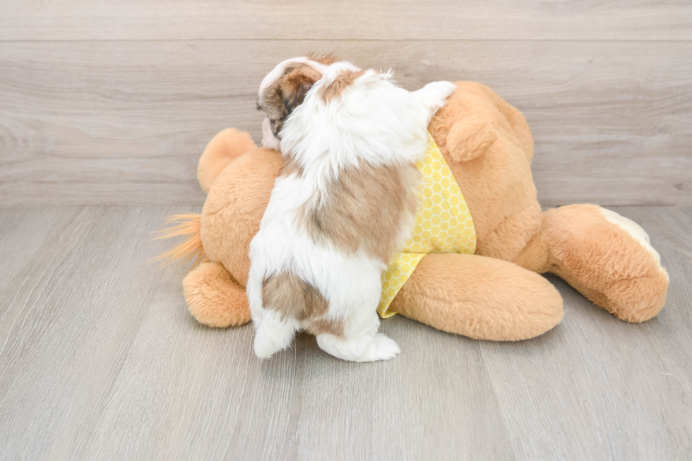 Energetic Shit Designer Puppy