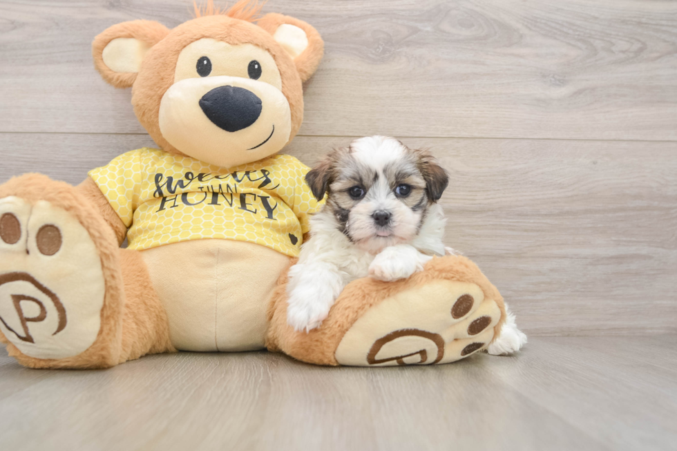 Funny Teddy Bear Designer Pup
