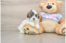 Teddy Bear Pup Being Cute