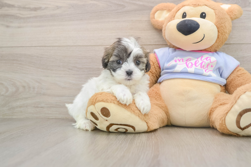 Teddy Bear Pup Being Cute