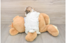 Teddy Bear Puppy for Adoption