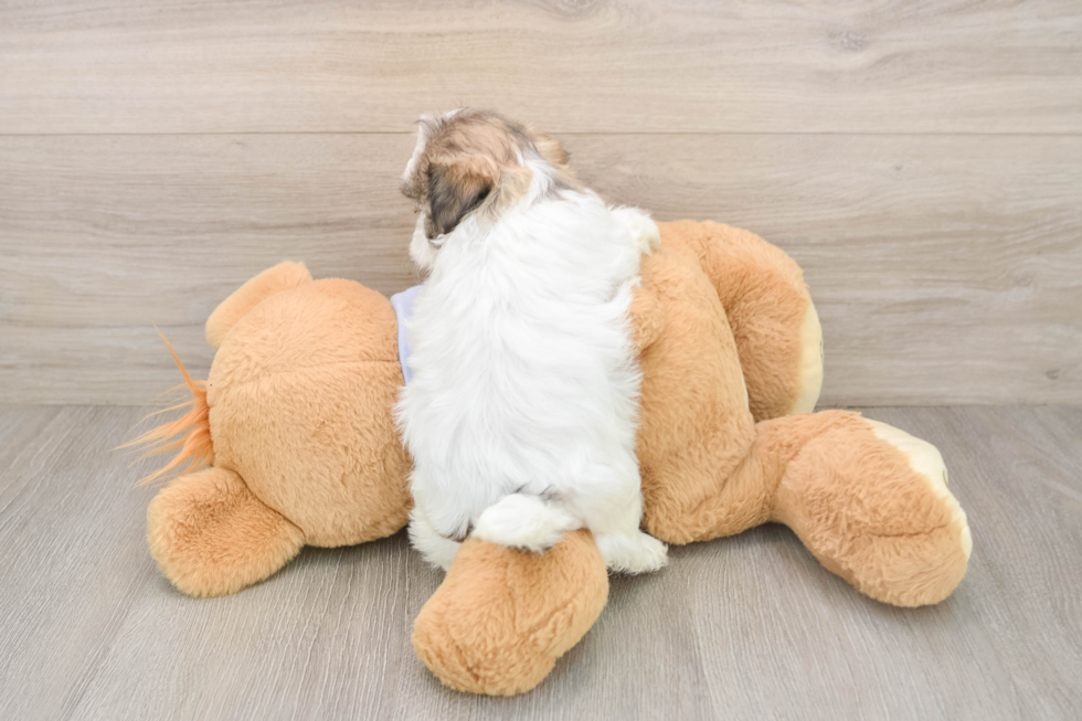 Teddy Bear Puppy for Adoption