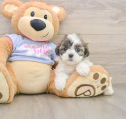 5 week old Teddy Bear Puppy For Sale - Windy City Pups