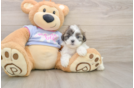 Teddy Bear Puppy for Adoption