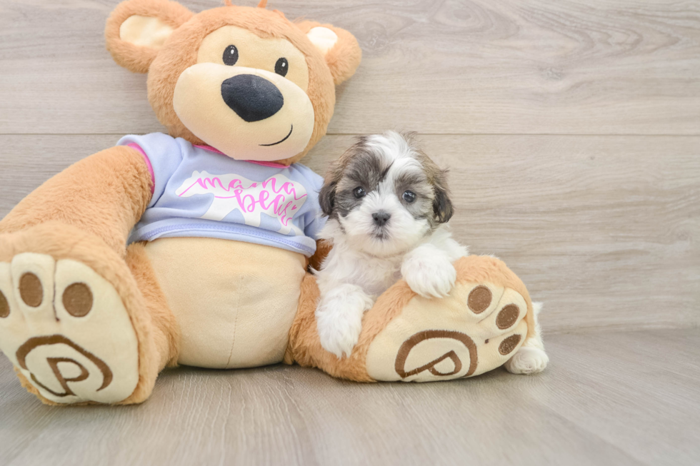Teddy Bear Puppy for Adoption