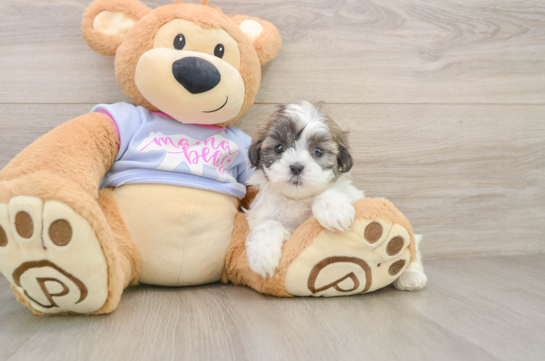Teddy Bear Puppy for Adoption