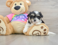 6 week old Teddy Bear Puppy For Sale - Windy City Pups