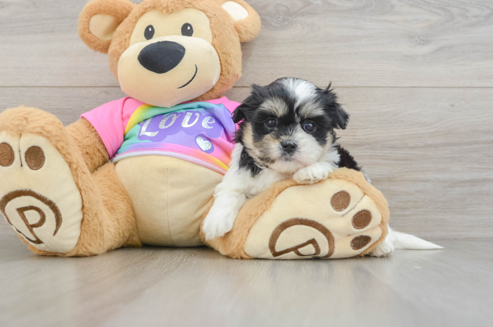 5 week old Teddy Bear Puppy For Sale - Windy City Pups