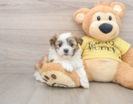5 week old Teddy Bear Puppy For Sale - Windy City Pups