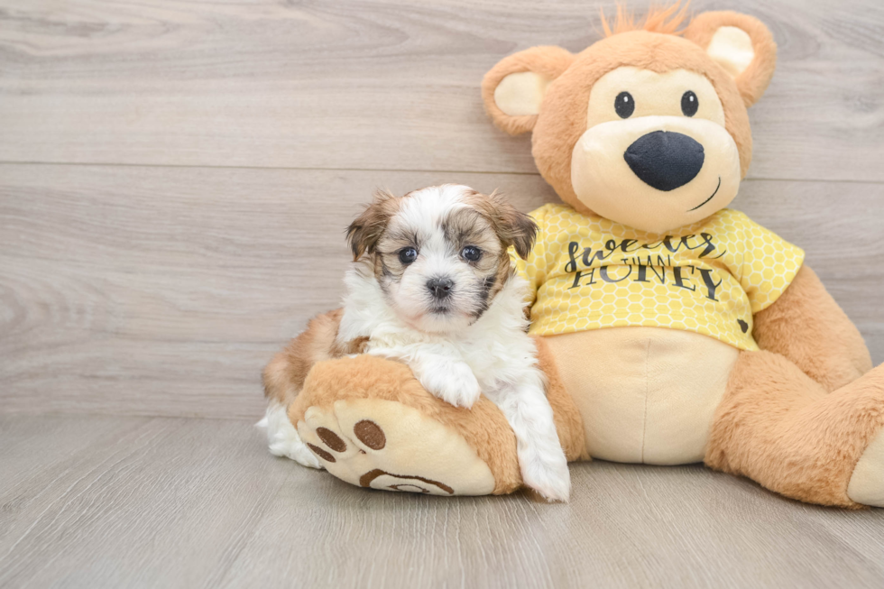 Best Teddy Bear Baby