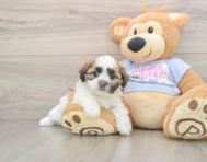 5 week old Teddy Bear Puppy For Sale - Windy City Pups