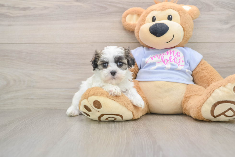 Friendly Teddy Bear Baby