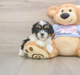 5 week old Teddy Bear Puppy For Sale - Windy City Pups