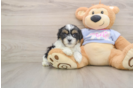 Hypoallergenic Shichon Designer Puppy