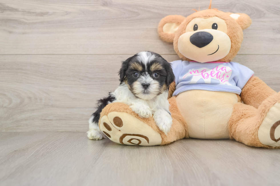 Hypoallergenic Shichon Designer Puppy