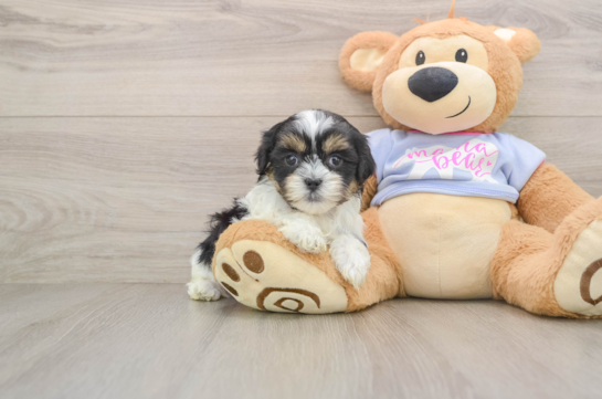 Hypoallergenic Shichon Designer Puppy