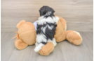 Best Teddy Bear Baby