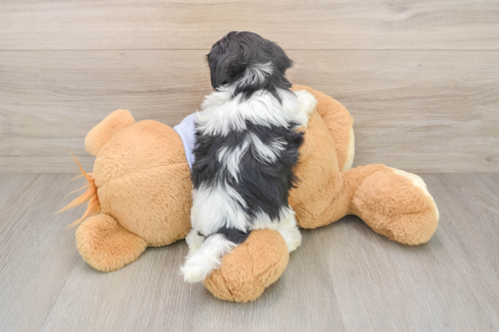 Best Teddy Bear Baby