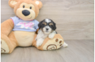 Happy Teddy Bear Baby