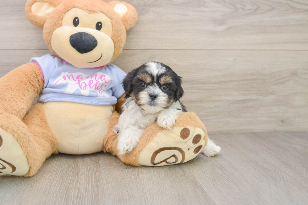 Happy Teddy Bear Baby